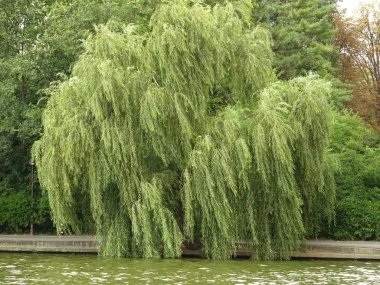 Ağaç dalları dokunmadan Gölü su Cismigiu Park Bucharest, Ro