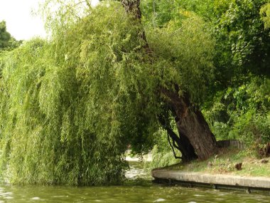 Ağaç dalları dokunmadan Gölü su Cismigiu Park Bucharest, Ro
