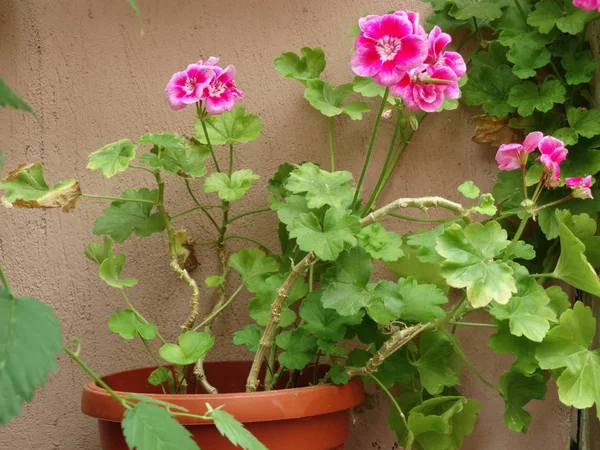 Pelargonium Rosa Vaso Fiori — Foto Stock