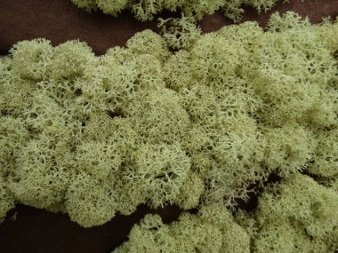 Makro görünümü beyaz yosun