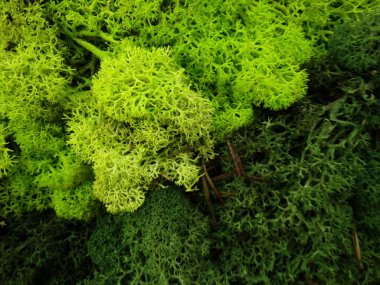 Makro görünümü yeşil yosun