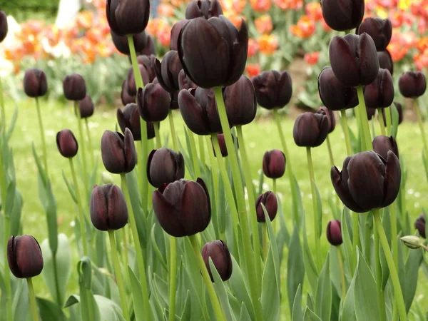 Campo Tulipanes Oscuros — Foto de Stock