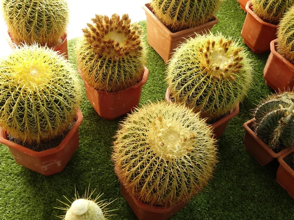 Små Kaktusar Från Ovan Närbild — Stockfoto