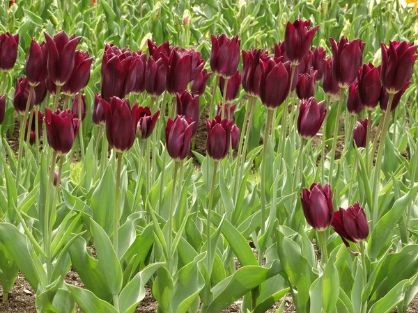 Tulipanes Rojos Oscuros Jardín — Foto de Stock