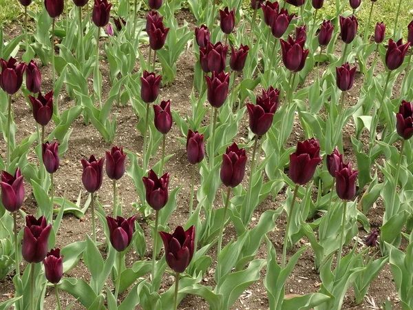 Tulipanes Rojos Oscuros Jardín — Foto de Stock