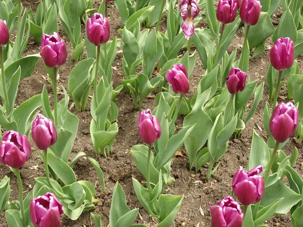 Tulipanes Ciclamen Jardín — Foto de Stock