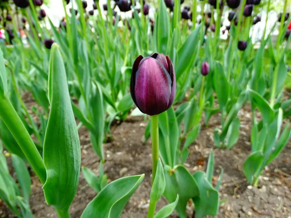 Claret Tulipanes Jardín — Foto de Stock