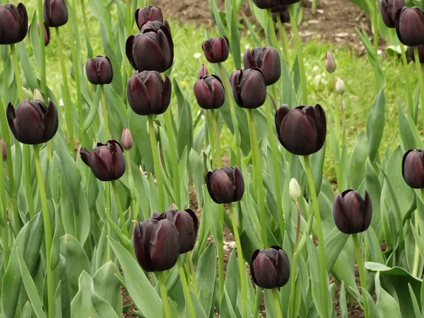 Claret Tulipán Jardín — Foto de Stock