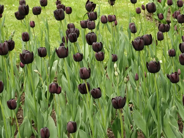 Claret Tulipán Jardín — Foto de Stock