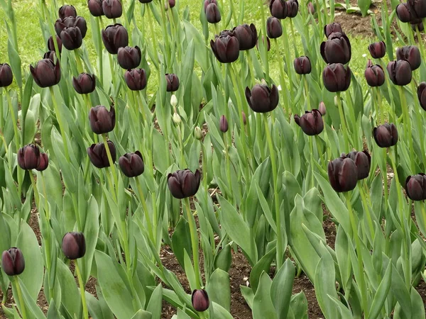 Claret Tulipán Jardín — Foto de Stock