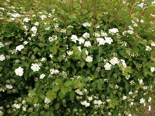 Witte Bloemen Bush Close — Stockfoto