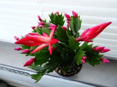 Pembe çiçek açan kaktüs yakın çekim 