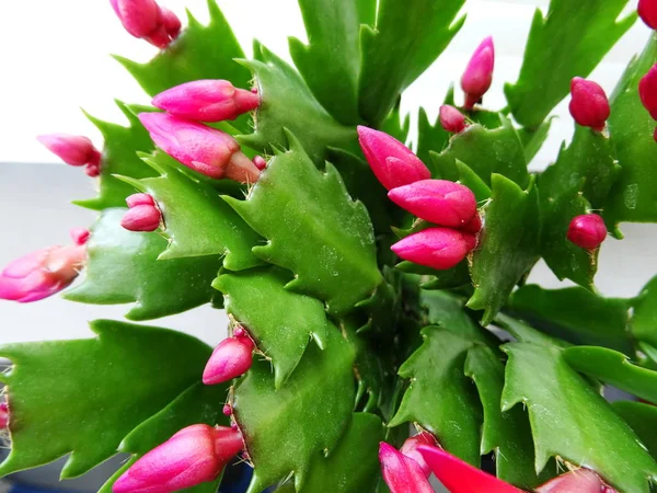 Roz Blooming Cactus Închide — Fotografie, imagine de stoc