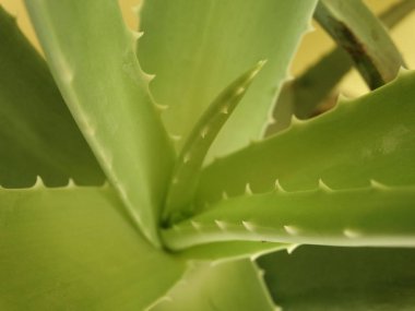 aloe vera yaprakları yakın çekim 
