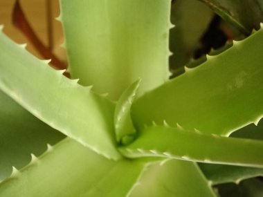 aloe vera yaprakları yakın çekim 