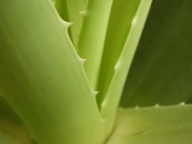 aloe vera yaprakları yakın çekim 