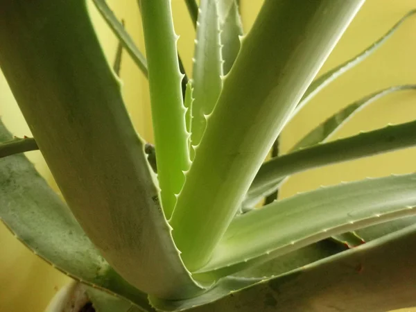 Aloe Vera Deixa Perto — Fotografia de Stock