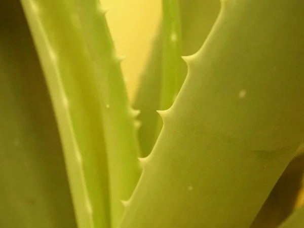 Aloe Vera Blätter Aus Nächster Nähe — Stockfoto