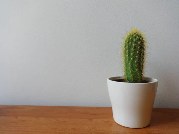 Enda Kaktus Blomkruka — Stockfoto