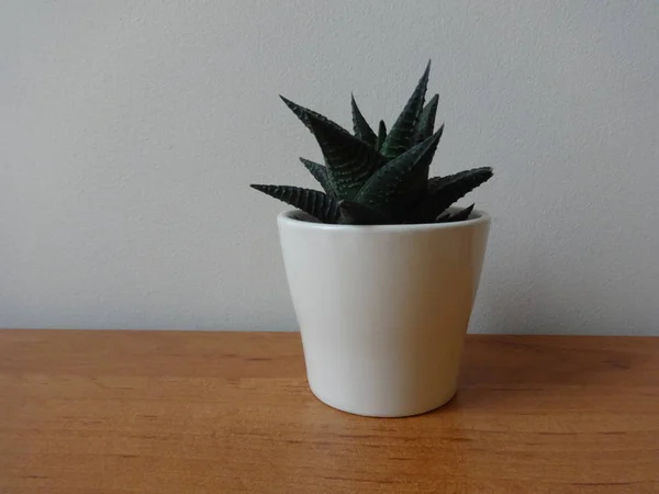 Solo Cactus Una Maceta — Foto de Stock