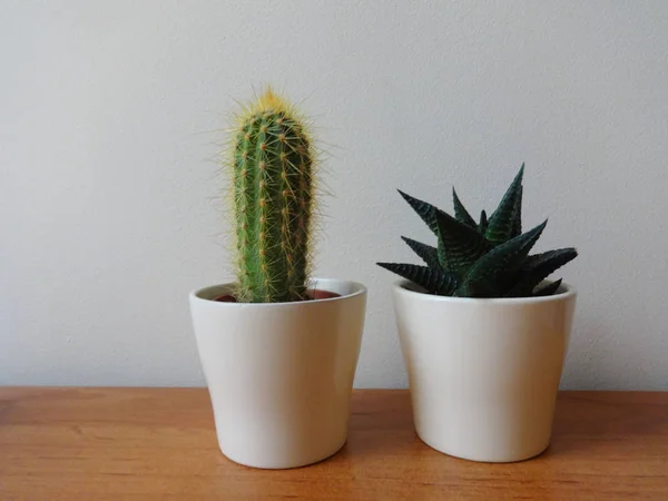 Dos Macetas Con Cactus —  Fotos de Stock