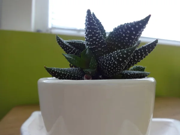 Single Cactus Flower Pot — Stock Photo, Image
