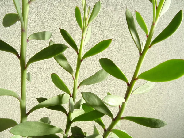 Листья Зеленого Цветка — стоковое фото