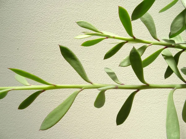 Green Fleshy Flower Leaves — Stock Photo, Image