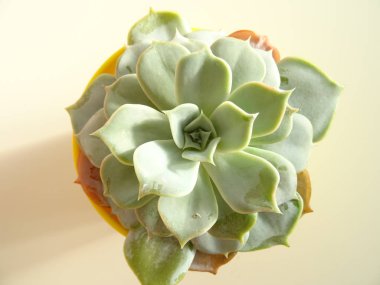 Yukarıdan yeşil etli kaktüs