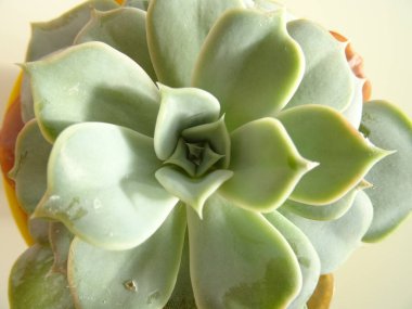 Yukarıdan yeşil etli kaktüs