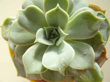 Yukarıdan yeşil etli kaktüs