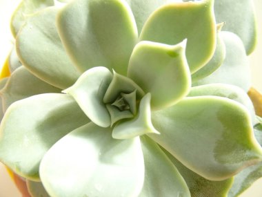 Yukarıdan yeşil etli kaktüs