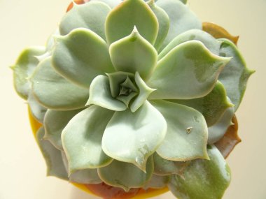 Yukarıdan yeşil etli kaktüs