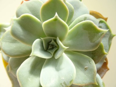 Yukarıdan yeşil etli kaktüs