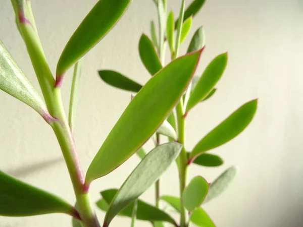 Feuilles Fleurs Vert Chair — Photo