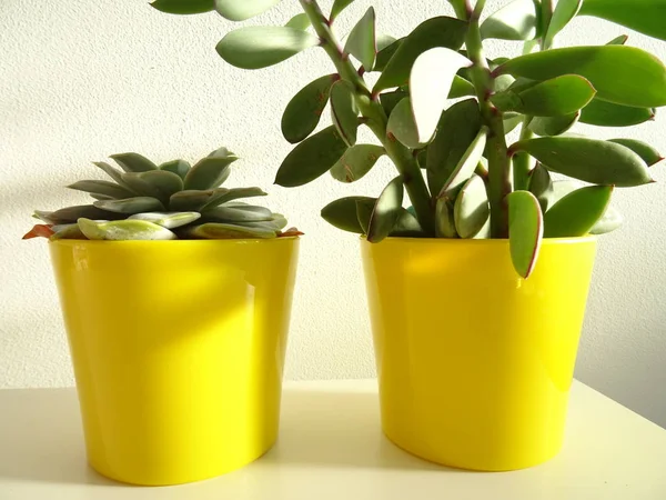 つの黄色のサボテンの植木鉢 — ストック写真