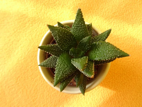 Cactus Desde Arriba Cerca — Foto de Stock
