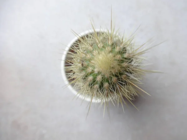 Liten Kaktus Från Ovan — Stockfoto