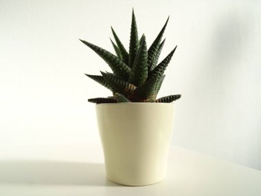 Bir çiçek tencerede küçük dikenli kaktüs