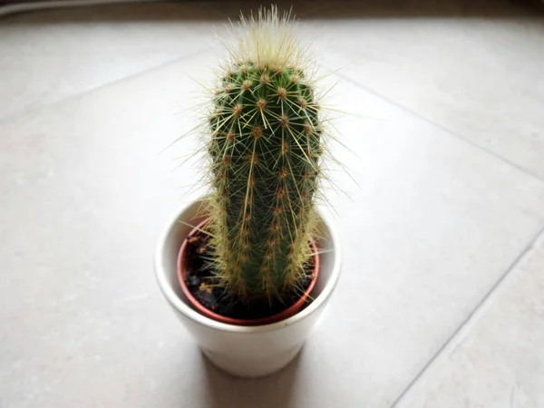 Pequeño Cactus Arriba —  Fotos de Stock