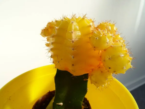 Cactus Amarillo Maceta Amarilla — Foto de Stock