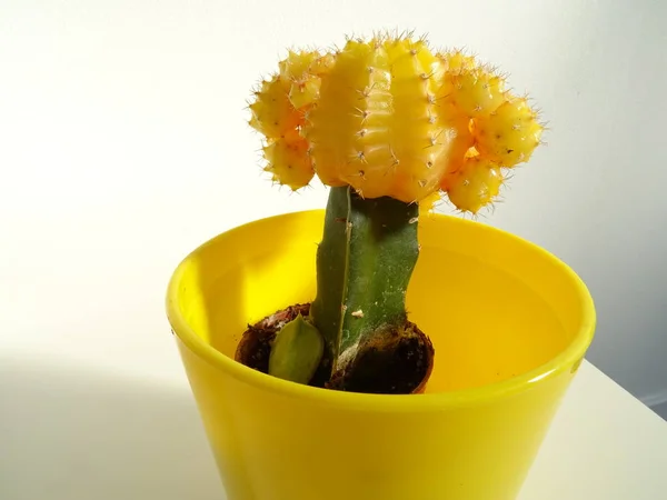 Cactus Amarillo Maceta Amarilla — Foto de Stock