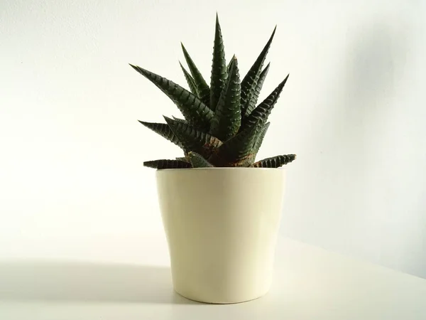 Mały Kolczasty Kaktus Doniczkę — Zdjęcie stockowe
