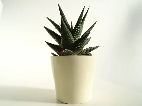 Liten Taggig Kaktus Blomkruka — Stockfoto