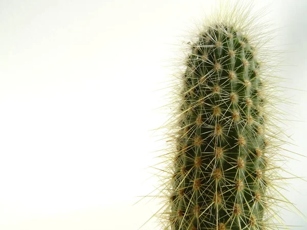 Stekelig Cactus Close — Stockfoto