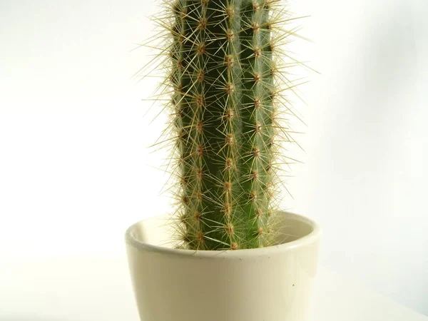 Pequeño Cactus Espinoso Una Maceta —  Fotos de Stock