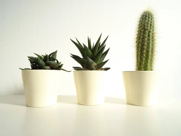 Tres Pequeños Cactus Macetas — Foto de Stock