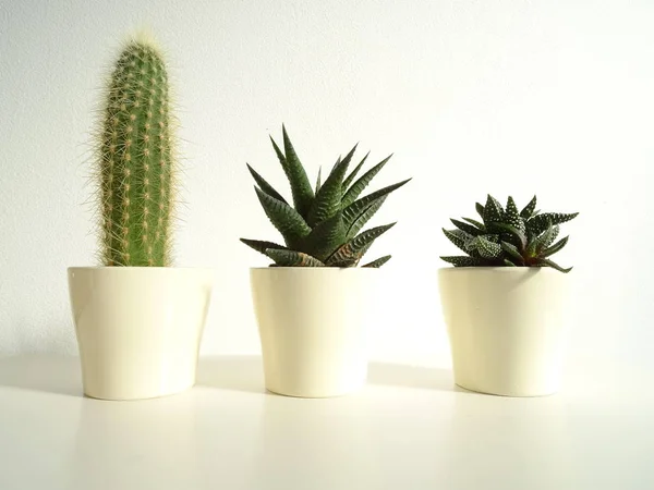 Tres Cactus Bebé Macetas Beige — Foto de Stock