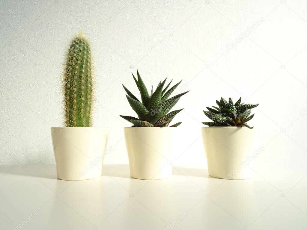Three Small Cacti in Flower Pots