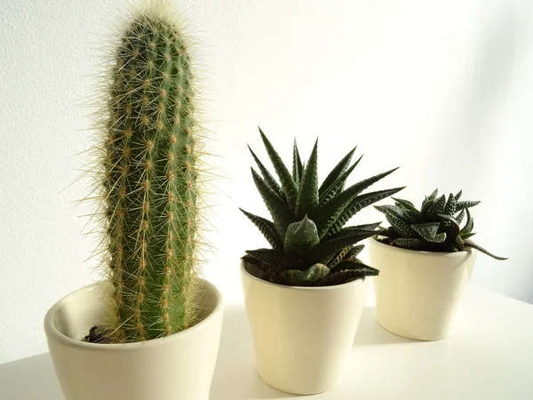 Tres Cactus Bebé Macetas Beige —  Fotos de Stock